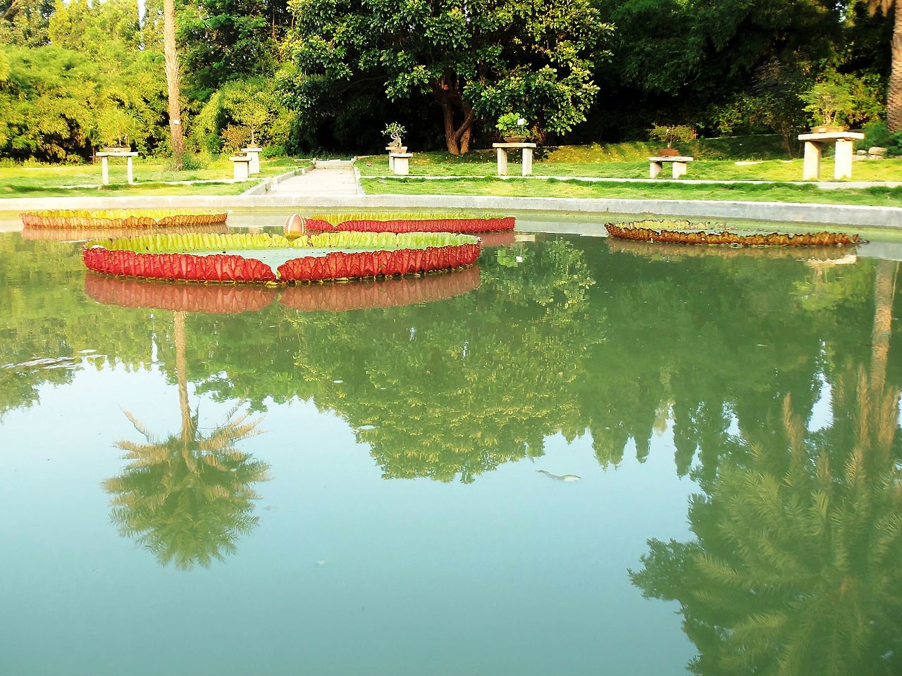 Pond in Lalbag botanical garden